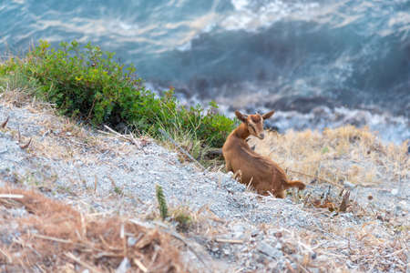 high angle view of young goat on steep drop-off against seaの写真素材