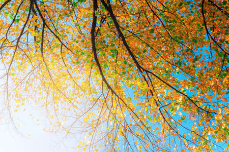 autumn foliage on tree against clear blue sky