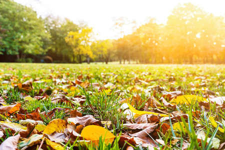 low angle view of lawn and autumn foliage on sunny dayの写真素材