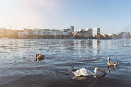 swan and ducks floating on Alster Lake in Hamburg, Germany on sunny dayの写真素材