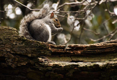 side view of squirrel sitting on tree branch eating a nutの写真素材