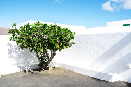 green tree against white wall and clear blue summer skyの写真素材