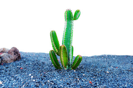 tall green cactus growing through gravel against white wall backgroundの写真素材