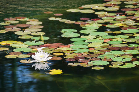 water lily petal with reflection on pond or lakeの写真素材