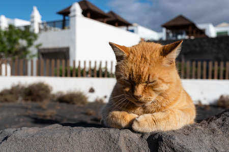 close-up front view of red cat sleeping on rough stone wallの写真素材