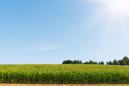 corn on field against clear blue sky on summer dayの写真素材