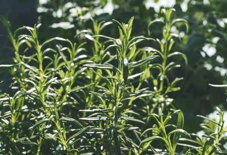 close-up view of rosemary plant in gardenの写真素材