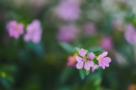 green natural background with purple flowers, close-up of cuphea hyssopifoliaの写真素材