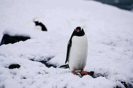 gentoo penguin standing on snow covered rock in Antarcticaの写真素材