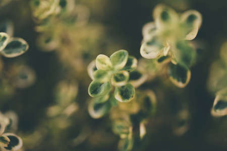 blurry green plant background, top down view of small plant leaves