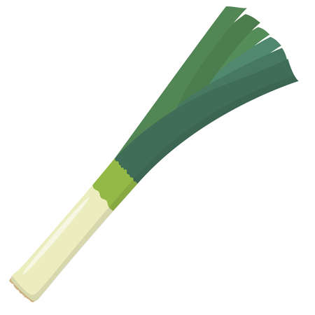 leek isolated on white background, flat design vector illustrationのイラスト素材