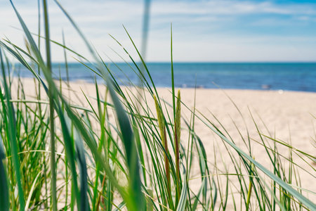 seaside background, beach grass against empty beach, ocean and blue skyの写真素材