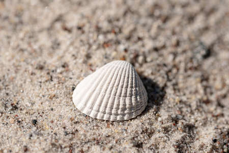 close-up view of seashell on sand beachの写真素材
