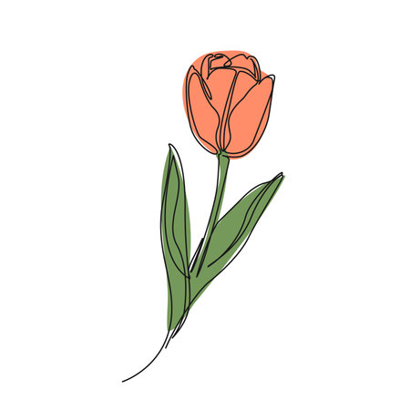 continuous single line drawing of a single tulip flower, line art vector illustrationのイラスト素材
