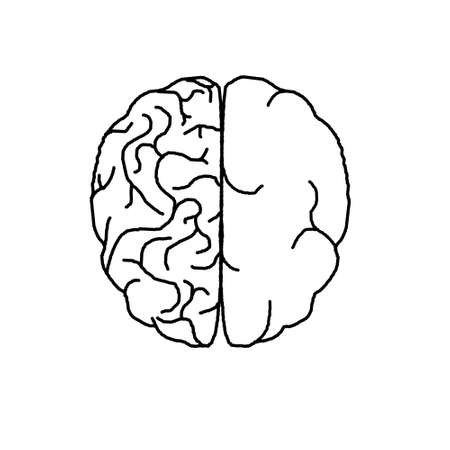 Different parts of human brainの写真素材