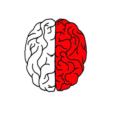 Different parts of human brainの写真素材