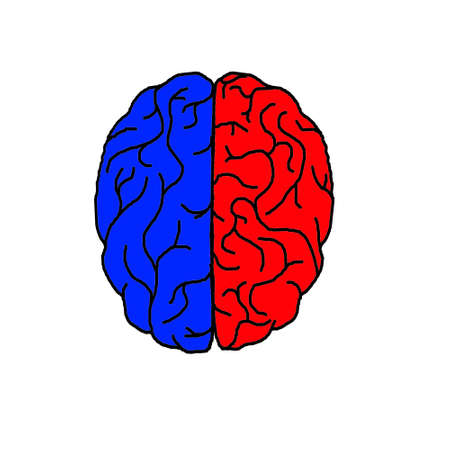 Different parts of human brainの写真素材