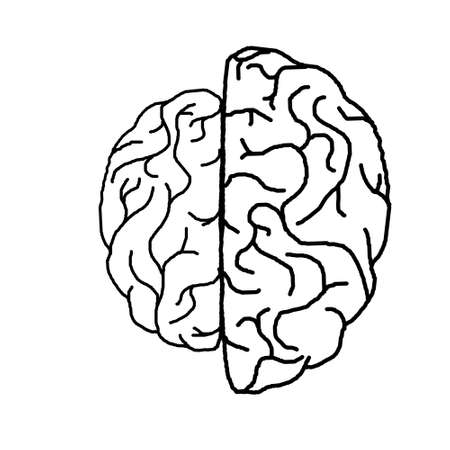 Different parts of human brainの写真素材