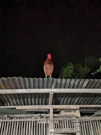 rooster standing on roof at nightの写真素材
