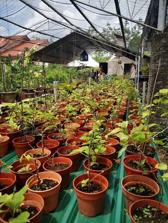 flowers gardenの写真素材