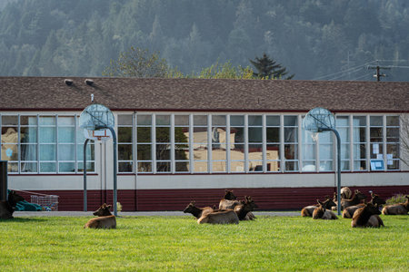 A group of Roosevelt Elks lounge in front of Orick (public) Elementary Schoolのeditorial素材