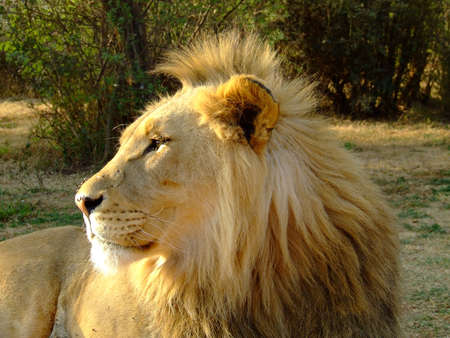 Young lion with a spiky mane staring off into the distance