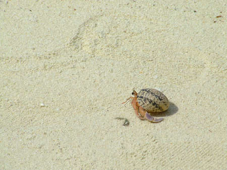 Hermit crab hurrying for cover on a tropical beachの写真素材