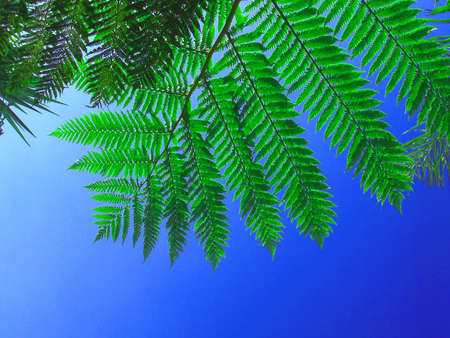 Bright green fern tree, captured against a perfect, vibrant blue skyの写真素材