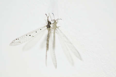 Dragon Fly on a wall at nightの写真素材