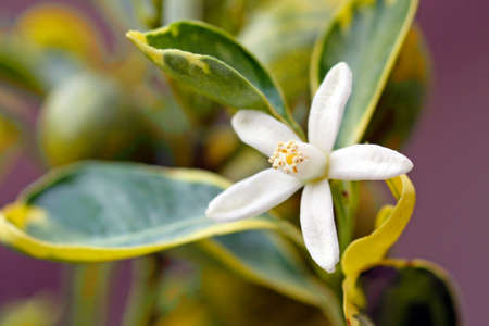 Macro shot of a perfect white orange blossomの写真素材
