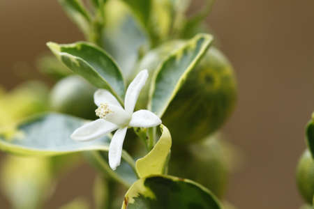 Perfect white ornamental orange blossom flowerの写真素材