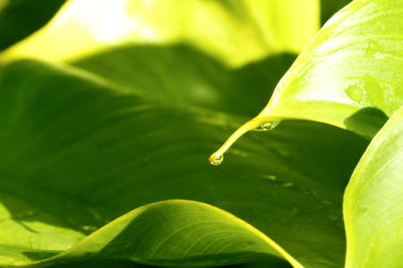 A leaf showing a morning dew drop