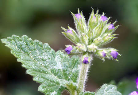 Young purple flower buds on a new sprigの写真素材