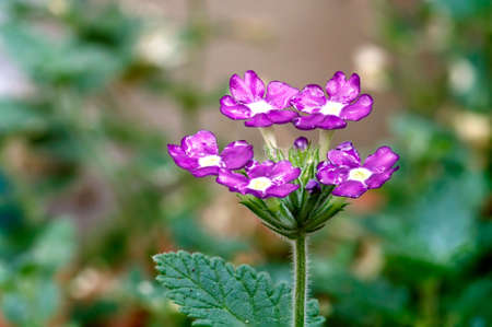 Dainty purple flowersの写真素材