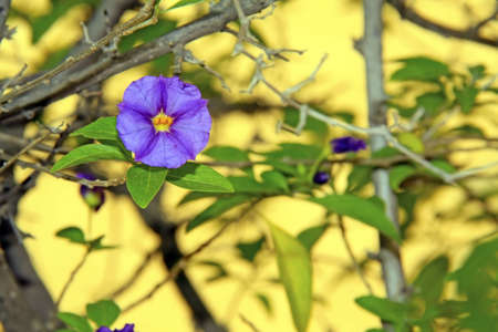 Purple flower against a sunny yellow backgroundの写真素材