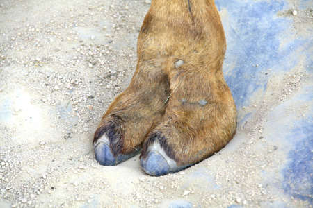 Amazing Camel Toeの写真素材