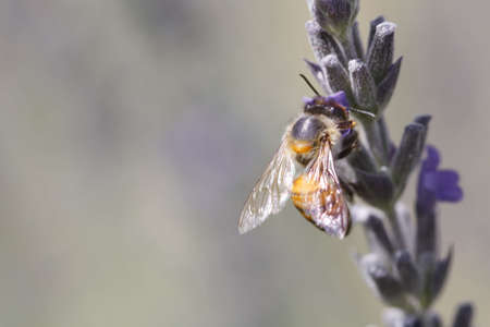 African (killer) bee harvesting a lavender flower