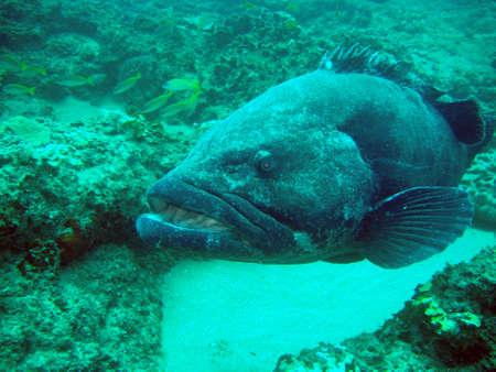 Grouper (Potato Bass)の写真素材