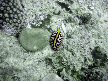 Colourful Nudibranchの写真素材