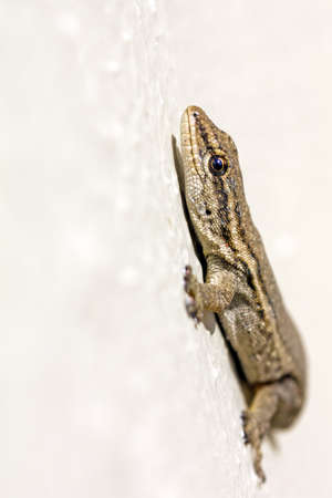 Common Lizard (Juvenile)の写真素材