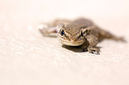 Common Lizard (Juvenile)の写真素材