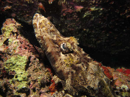 Tentacled Flathead / Crocodilefish (papilloculiceps longiceps) resting on an artificial reefの写真素材