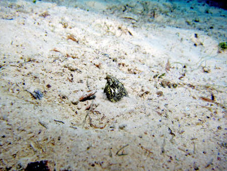Marbled Snake Eel  callechelys marmorata  hiding in the sandの写真素材