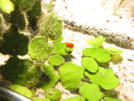 Juvenile Frogfish   Anglerfish  antennarius  in an estaury