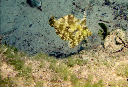 Filefish  prionurus paraluteres  in an estuary