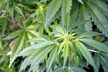 Head of natural cannabis ruderalis growing in a cultivated gardenの写真素材