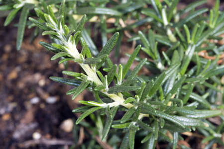 Cultivated Rosemary  Rosmarinus officinalis  growing in a lush gardenの写真素材