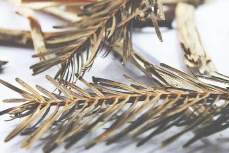 Wood, close up and textureの写真素材