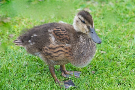 Cute baby duckling with distinctive tiger stripeの写真素材