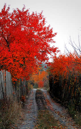 Autumnの写真素材
